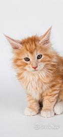 Maine coon cucciolo