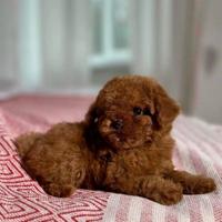 Barboncini pagamento semplificato