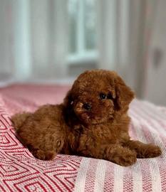 Barboncini pagamento semplificato