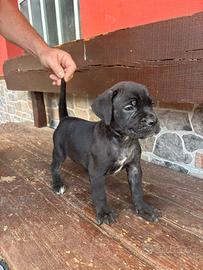 Cucciola Corso puro