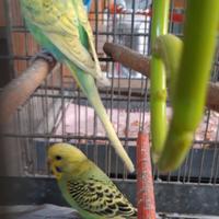 2 cocorite novelle nate a fine gennaio