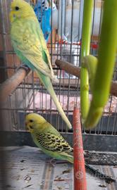 2 cocorite novelle nate a fine gennaio