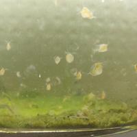 Starter colture dafnie Daphnia magna