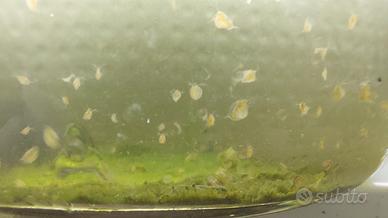 Starter colture dafnie Daphnia magna