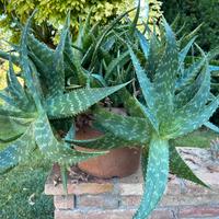 Pianta grassa Aloe arborescens