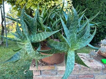 Pianta grassa Aloe arborescens