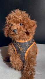 BARBONCINI CUCCIOLI TOY - BARBONCINO TOY poodle