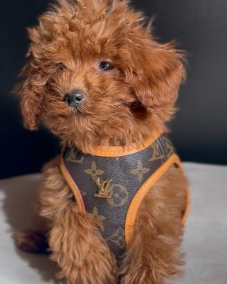 BARBONCINI CUCCIOLI TOY - BARBONCINO TOY poodle