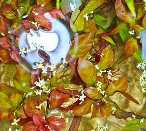 ludwigia repens - pianta acquario