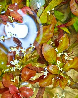 ludwigia repens - pianta acquario