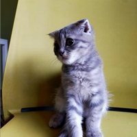 Scottish fold