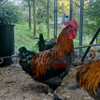 Galli Marans nero ramato