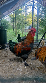 Galli Marans nero ramato