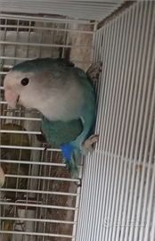 Inseparabili serie blu