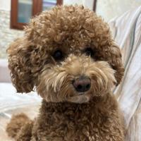 Barboncino nano red per monta