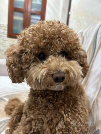 Barboncino nano red per monta