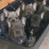 Cuccioli di bulldog francese varie colorazioni