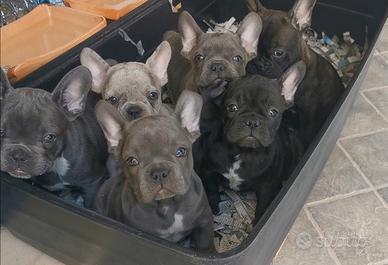 Cuccioli di bulldog francese varie colorazioni