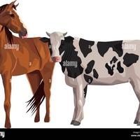 c erco letame secco di mucca o cavallo.