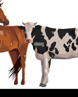 c erco letame secco di mucca o cavallo.