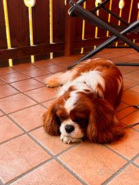Cavalier King maschio per accoppiamento