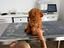 Immagine 4