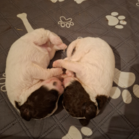 Cuccioli di lagotto Romagnolo