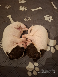 Cuccioli di lagotto Romagnolo