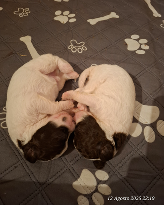 Cuccioli di lagotto Romagnolo