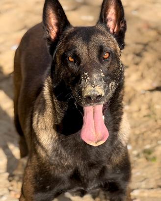 Pastore Belga Malinois per monte