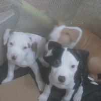 Cuccioli di Amstaff