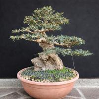 Bonsai Olivastro maiorchino