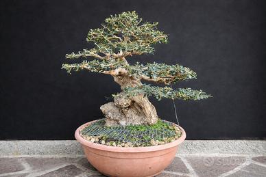 Bonsai Olivastro maiorchino