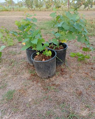 Piante di uva in vaso