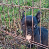 Bulldog francese esotico