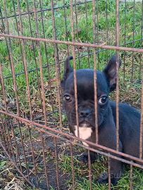 Bulldog francese esotico