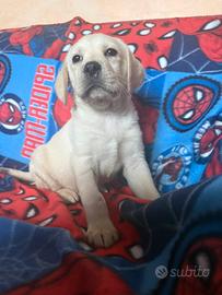 Cucciola Labrador retriever