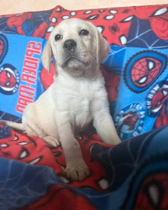 Cucciola Labrador retriever