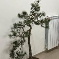 Bonsai pino silvestre h97cm