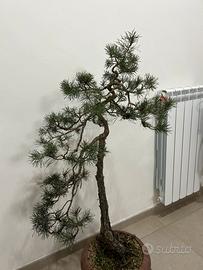 Bonsai pino silvestre h97cm
