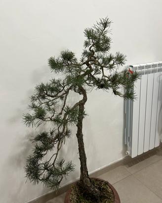Bonsai pino silvestre h97cm