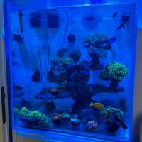 Acquario Marino Completo 60x60x60- radion xr15