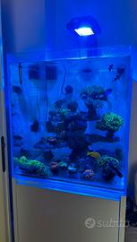 Acquario Marino Completo 60x60x60- radion xr15