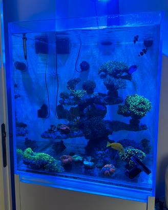 Acquario Marino Completo 60x60x60- radion xr15