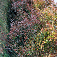 Photinia