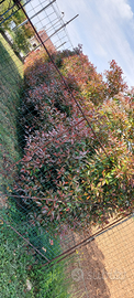 Photinia