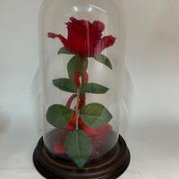 rosa in campana di vetro 