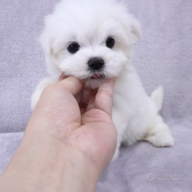 Cucciolo di maltese