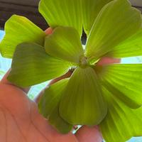 Piante acquario galleggiante