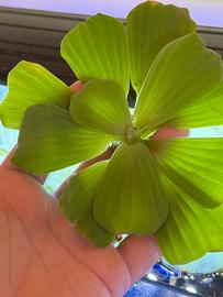 Piante acquario galleggiante